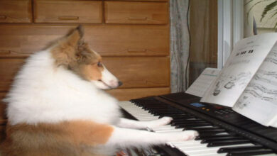 Perro toca el piano y aúlla al ritmo de la música