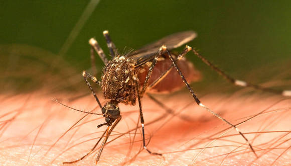 Casos de dengue en Venezuela aumentaron 93 %, según la ONU