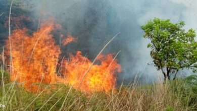 Guardaparques, bomberos forestales y del estado realizan las labores en el cerro El Papo de Caripe