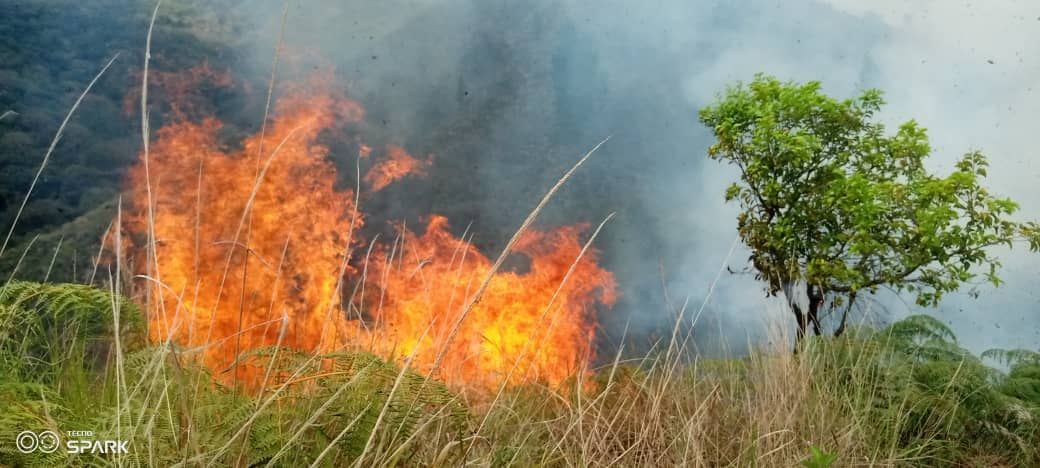 Guardaparques, bomberos forestales y del estado realizan las labores en el cerro El Papo de Caripe