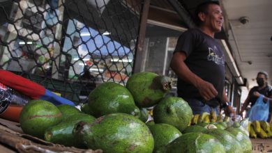 Llegó la temporada de aguacates en Maturín