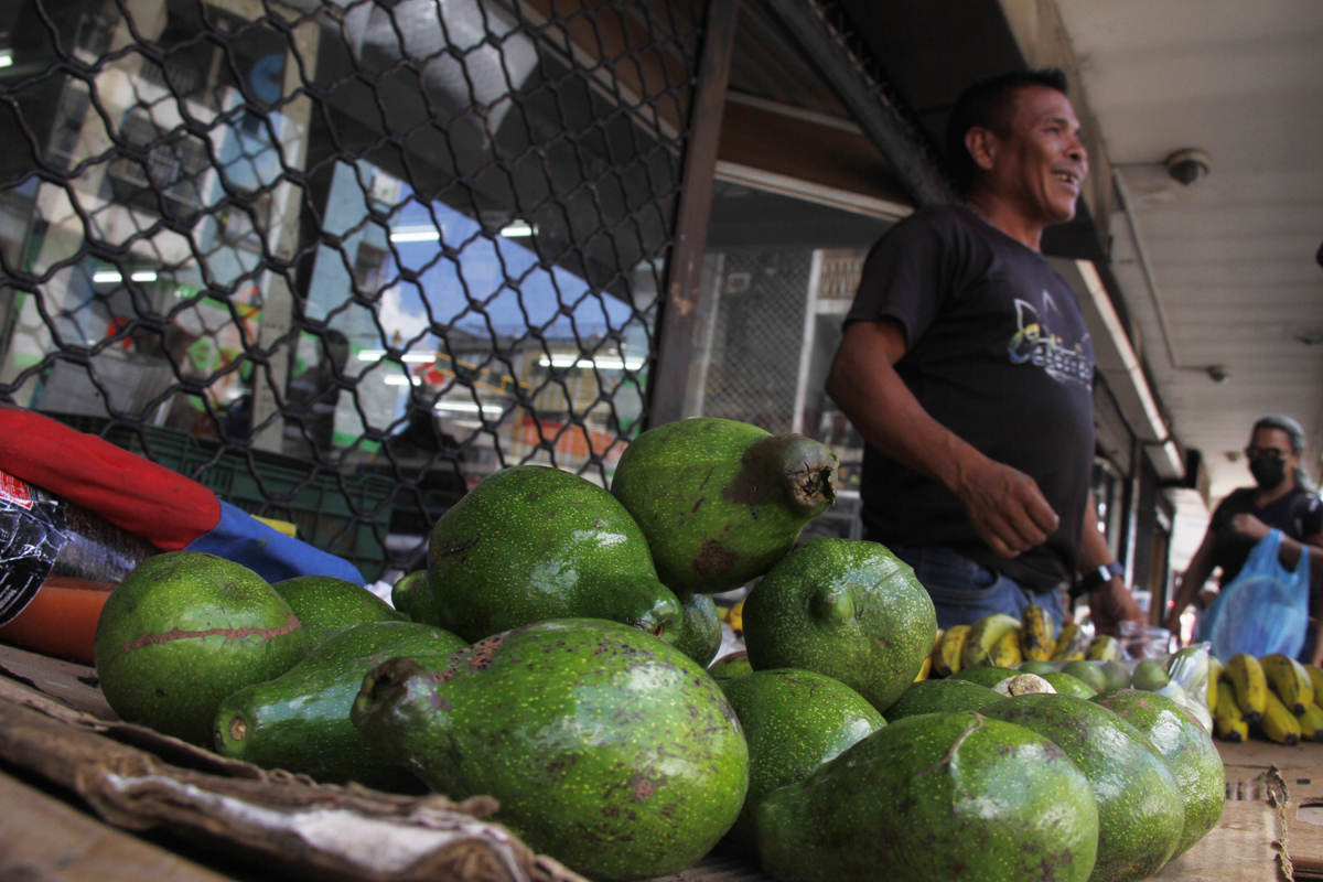 Llegó la temporada de aguacates en Maturín