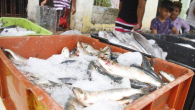 Baja el costo de la sardina fresca: 10 bolívares el kilo