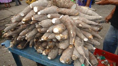 ¡La compraron en el Mercado Nuevo! Niño de 6 años murió por intoxicación con yuca amarga