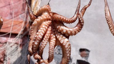 Pescadores de pulpo piden aumentar el precio de la zafra