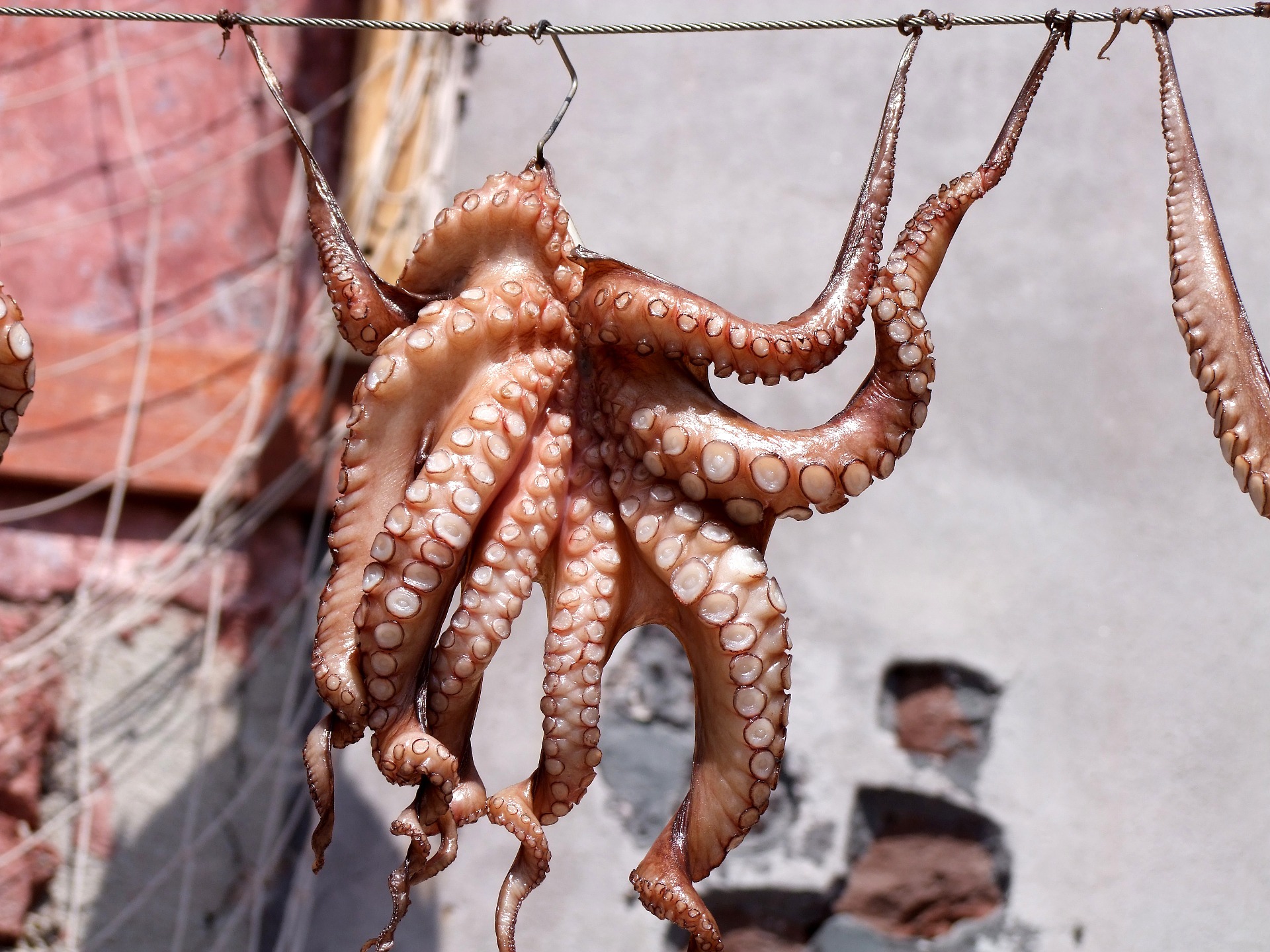 Pescadores de pulpo piden aumentar el precio de la zafra