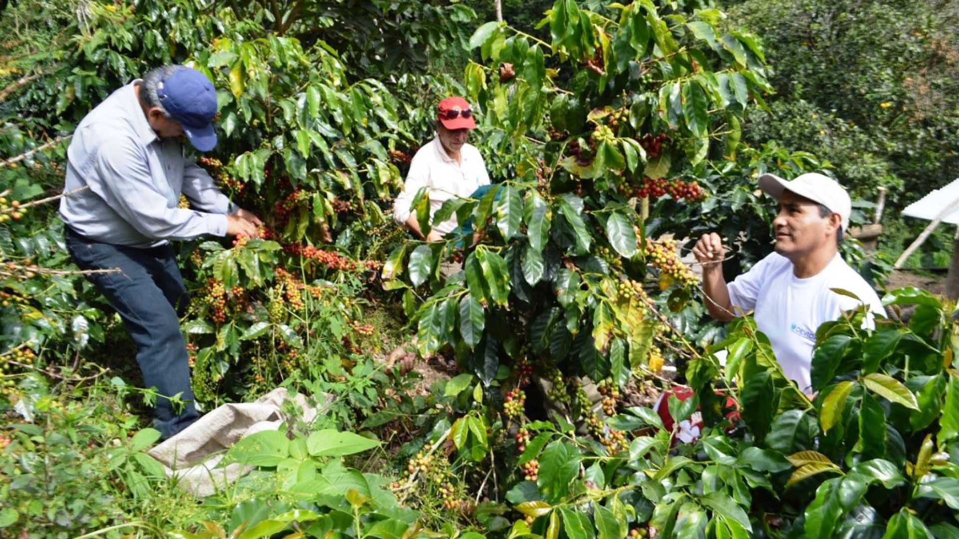 Bajos precios del café influyen en la calidad del producto