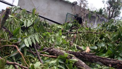 Ventolera tumbó inmenso árbol y dejó sin techo vivienda en Colinas del Ambiente