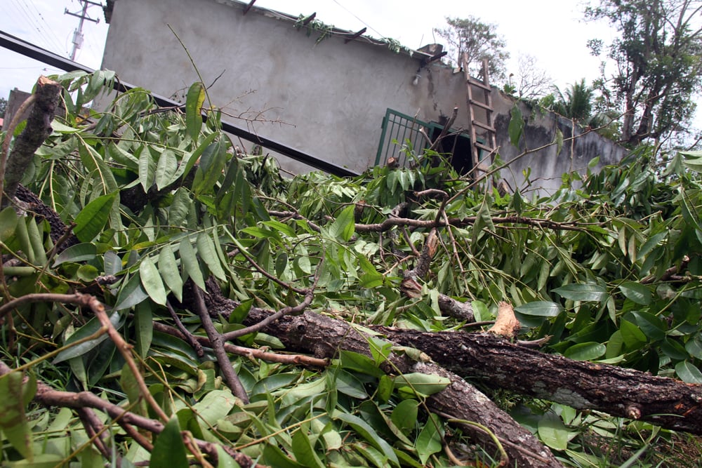 Ventolera tumbó inmenso árbol y dejó sin techo vivienda en Colinas del Ambiente