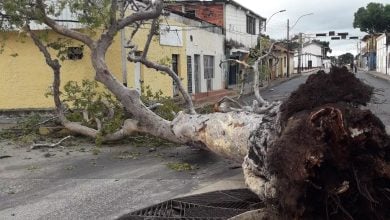 En Caicara: Proponen sembrar un nuevo árbol de aceite en el mismo lugar de la "mata del medio"