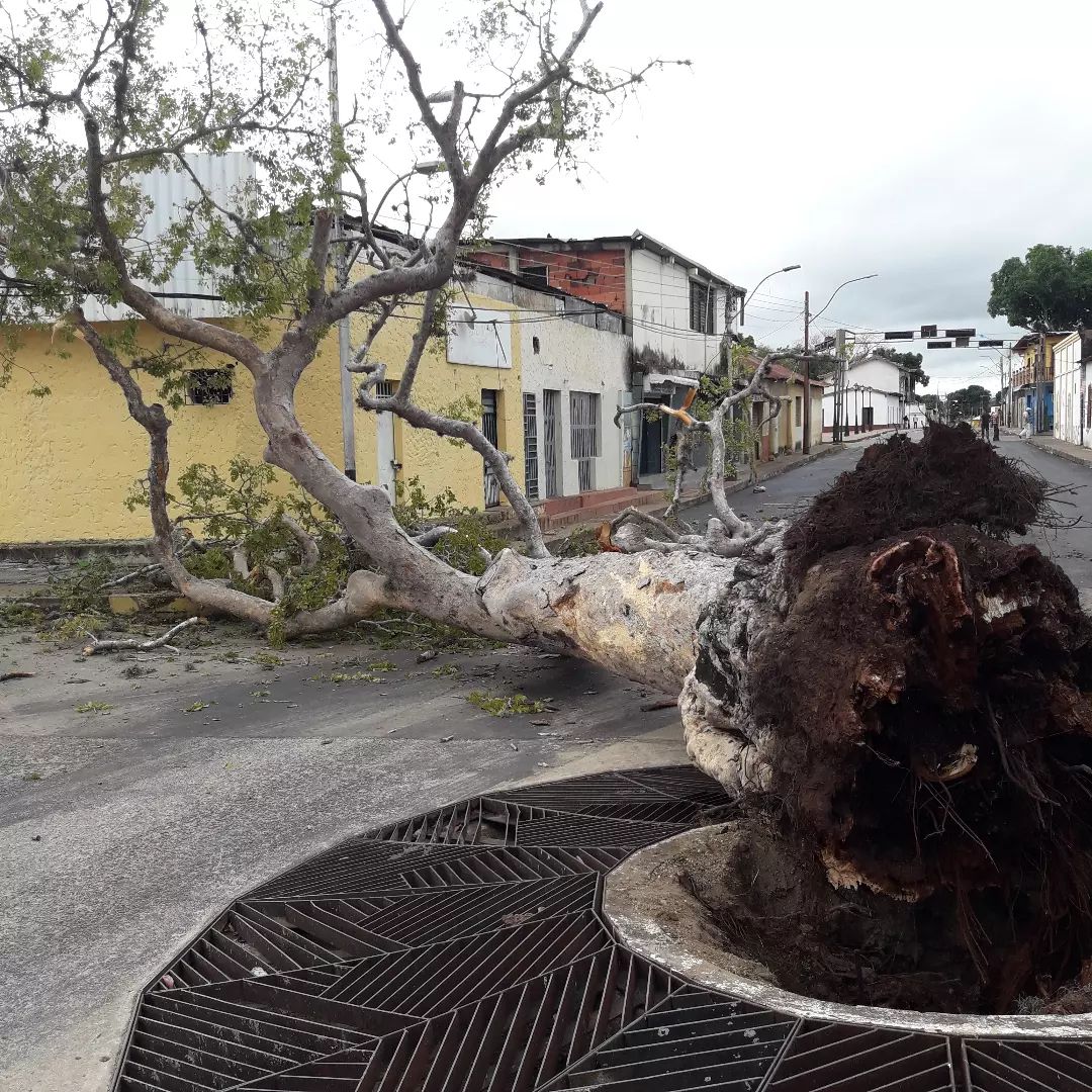 En Caicara: Proponen sembrar un nuevo árbol de aceite en el mismo lugar de la "mata del medio"