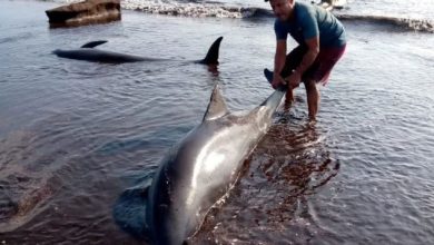 Mueren varios delfines en las costas de Falcón