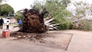 Reportan caída de árbol en el parque La Guaricha de Maturín