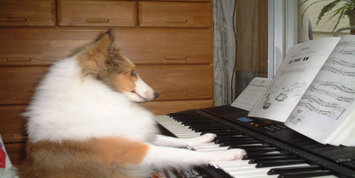 Perro toca el piano y aúlla al ritmo de la música
