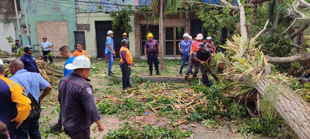 Dos muertos y tres heridos deja caída de árbol en Tucupita