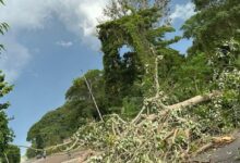 Alcaldía trabaja para restablecer tránsito por la Cruz Peraza tras caída de árbol