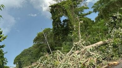 Alcaldía trabaja para restablecer tránsito por la Cruz Peraza tras caída de árbol