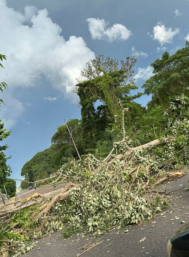 Alcaldía trabaja para restablecer tránsito por la Cruz Peraza tras caída de árbol