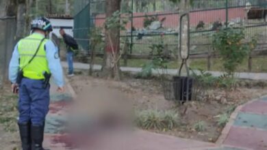Vigilante ebrio pierde el brazo intentando acariciar al león de un zoológico
