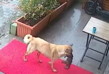 Perra lleva a su cachorro al veterinario para salvarle la vida (+Vídeo)