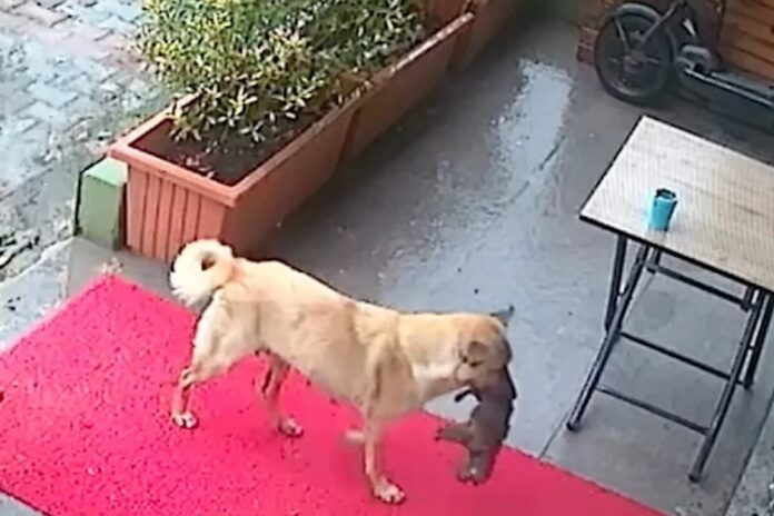 Perra lleva a su cachorro al veterinario para salvarle la vida (+Vídeo)