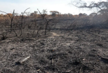 Incendios forestales en Paraguay se intensifican debido a ola de calor