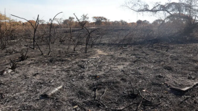 Incendios forestales en Paraguay se intensifican debido a ola de calor