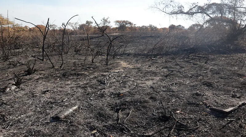 Incendios forestales en Paraguay se intensifican debido a ola de calor