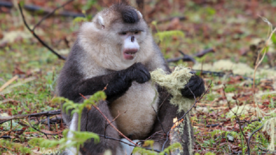 Investigadores descubren monos en peligro crítico de extinción en provincia china