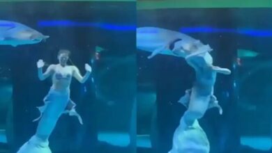 Pez gigante ataca y muerde la cabeza de una 'sirena' (+Video)