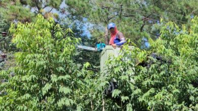 Alcaldía activa operativo de "pica y poda" en la avenida Cruz Peraza de Maturín