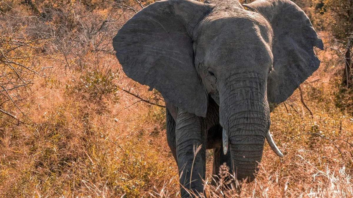 Elefante pisotea hasta la muerte a un hombre en un parque nacional de Sudáfrica