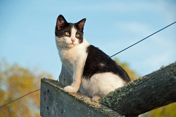 Lanzan a una gata desde el balcón de un apartamento en Caracas: MP investiga el hecho