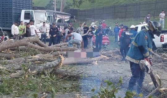 Fallece motorizado luego de caerle un árbol encima