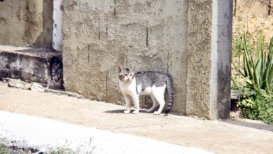 Crueldad animal en Las Marías: Envenenan a 17 gatos en Maturín