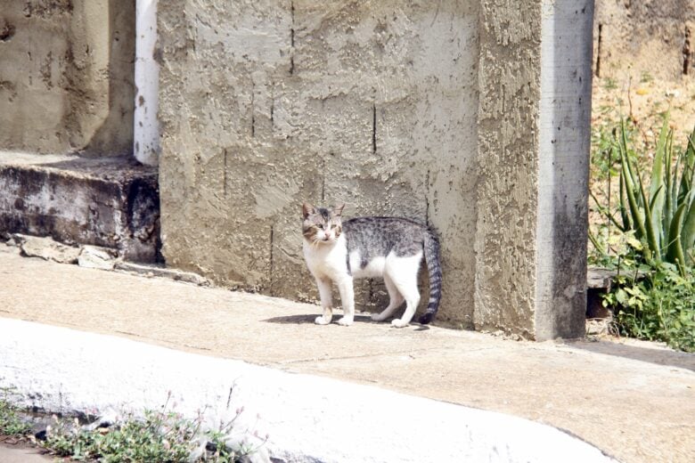 Crueldad animal en las Marías: Envenenan a 17 gatos en Maturín