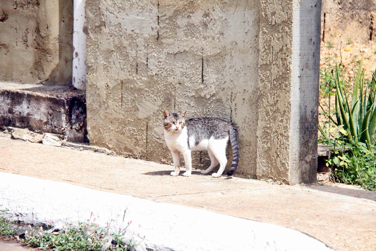 Crueldad animal en Las Marías: Envenenan a 17 gatos en Maturín