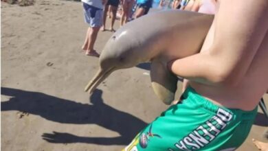 Argentina: Delfín murió tras ser sacado del agua por turistas