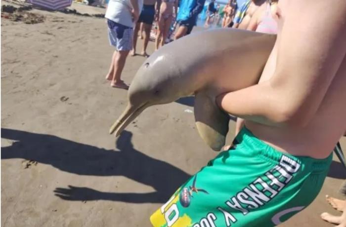 Argentina: Delfín murió tras ser sacado del agua por turistas