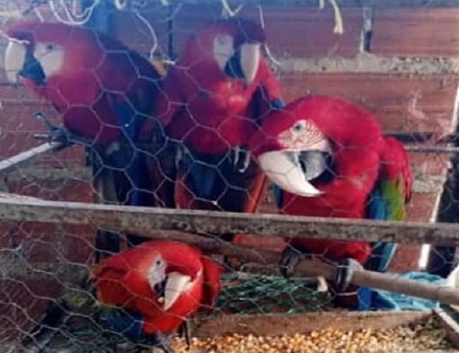 Rescatan cuatro guacamayas que serían comercializadas de manera ilegal