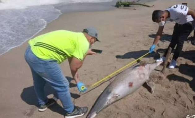 Hallan otro delfín en estado de descomposición en Carúpano 