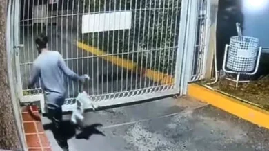 Joven mata a un gato en Maracaibo de trece golpes contra la acera y otro contra un portón