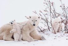 Nace el primer oso polar de Latinoamérica en un acuario de Brasil