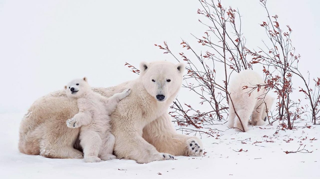 Nace el primer oso polar de Latinoamérica en un acuario de Brasil