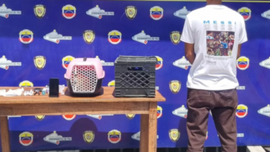 Capturan a falso veterinario en Barinas: Intenta operar a dos gatos