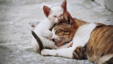 ¿Cómo denunciar maltrato animal en Venezuela?
