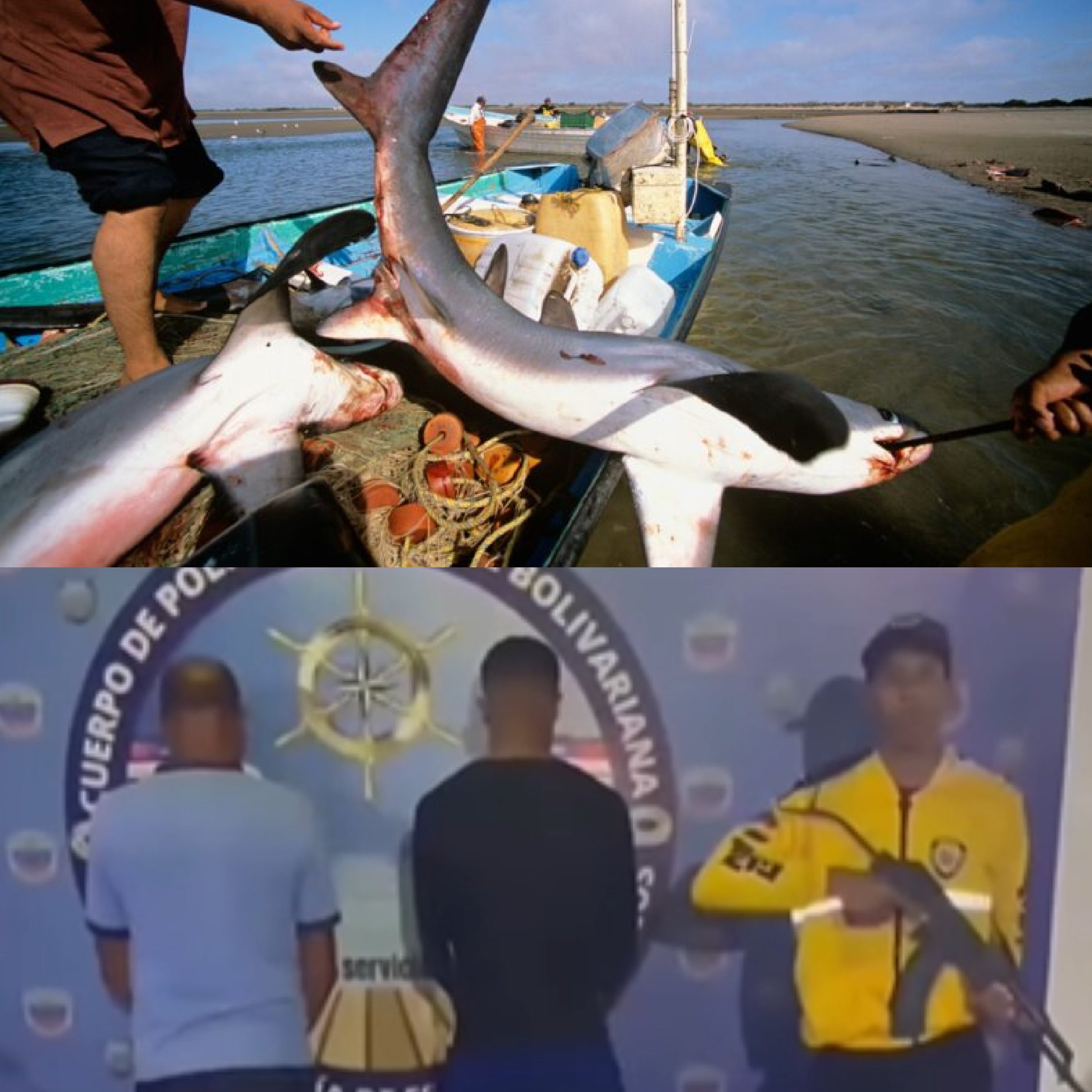 Detienen en Carúpano a dos personas con 32 tiburones para la venta