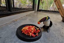 El Parque La Guaricha potencia el bienestar animal a través del enriquecimiento ambiental