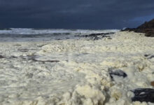 Una misteriosa espuma enferma a más de 100 surfistas