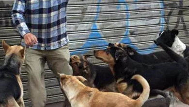 Venezolano pierde sus brazos tras ser atacado por perros: sufrió más de 150 mordeduras